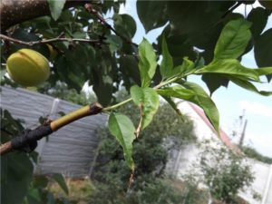 Persikan varttaminen aprikoosiin
