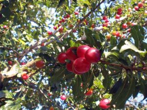 Altoire de piersici pe prune de cireș