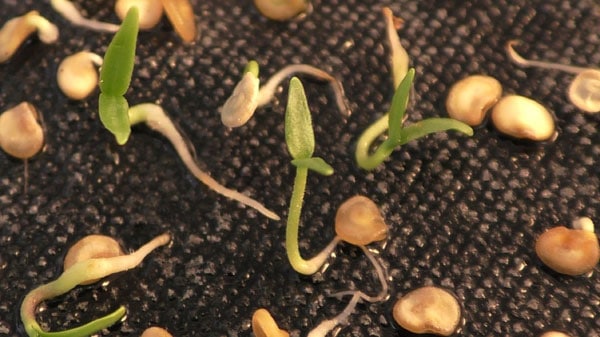Klíčící semena
