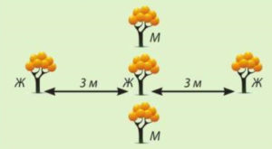 Distance entre les buissons d'argousier femelles et mâles