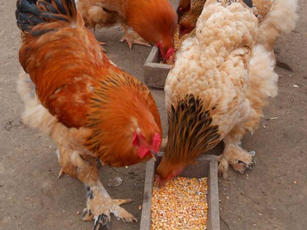 Régime alimentaire et nutrition des poulets Brama