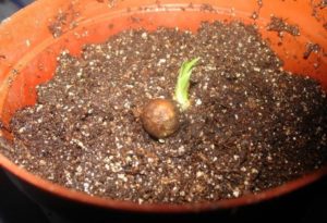 Propagation of dracaena seeds
