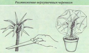 Propagation of dracaena by apical cuttings