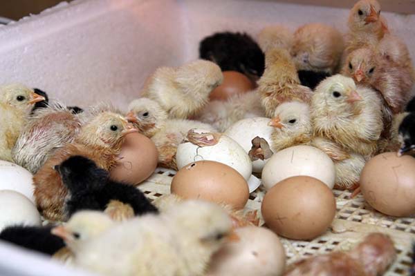 Élevage de poulets Brama avec des œufs d'un incubateur