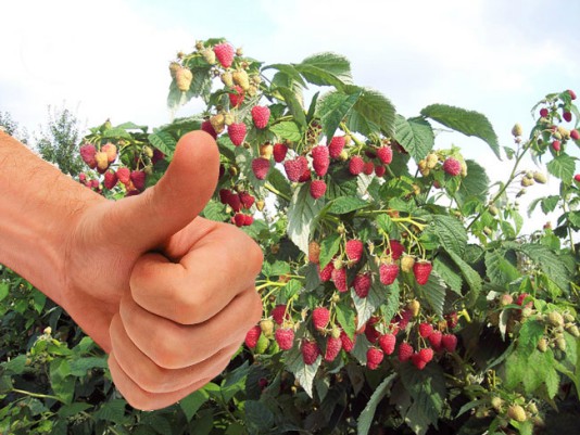 Plantning af brombær er bedst ved siden af ​​hindbær.