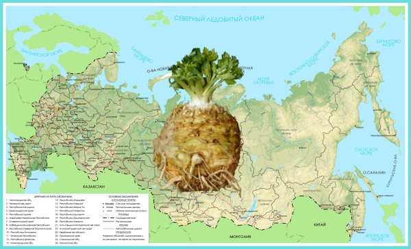 Mga petsa ng pagtatanim ng mga punla ng root celery sa iba't ibang mga rehiyon