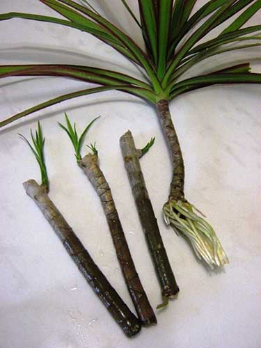 Dracaena stem cuttings