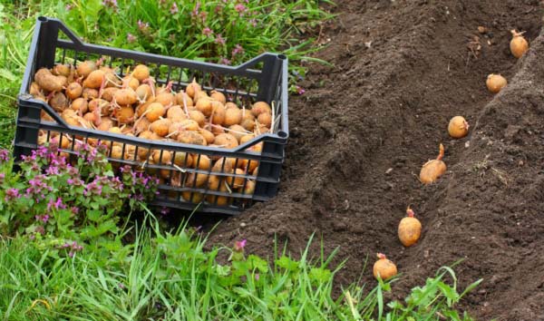 Membaja kentang semasa menanam