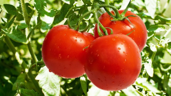 Hnojivá pre paradajky v skleníku