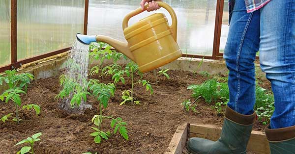 Drivhus tomatpleie - vanning