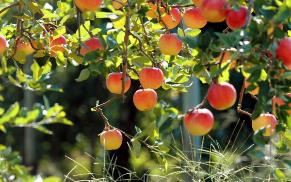 Pielęgnacja jabłoni wiosną na Syberii, w regionie Wołgi, na środkowym pasie i na Uralu