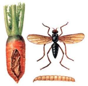 Plaga de mosca de zanahoria