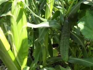 Cultiver du maïs à côté des concombres