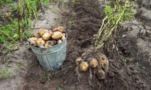 Por que fertilizar batatas